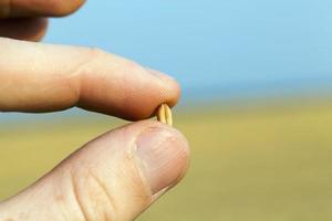 Wheat in hand photo