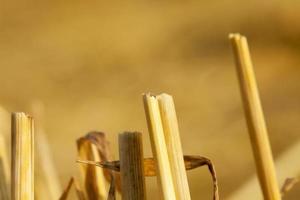 straw after harvest photo