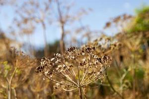 ripe yellow dill photo