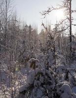 árboles en invierno foto