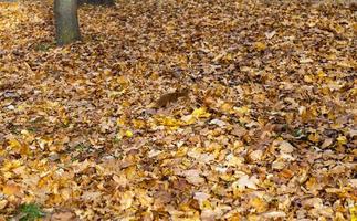 autumn nature, close up photo