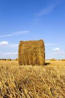 agricultural field close up photo