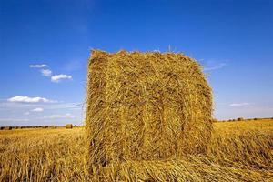 primer plano del campo agrícola foto