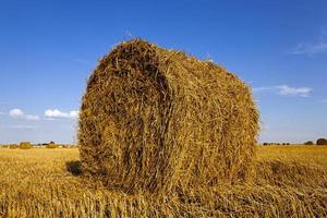 primer plano del campo agrícola foto