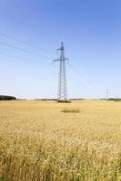 wheat field and sky photo