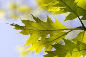 bright green foliage of oak photo