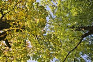 trees with colorful leaves photo