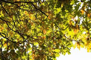 green oak foliage photo