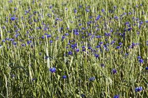 blue cornflowers in a field photo