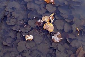 leaves of trees in muddy water photo