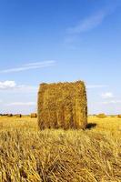 straw stack close up photo