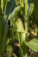 green corn  close up photo