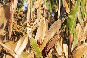 Ripe corn in the field photo