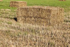 agricultural field, cereals photo