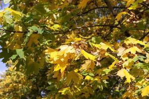 yellowed maple trees in autumn photo