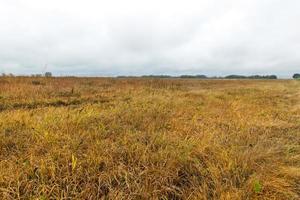 yellowed grass, autumn photo