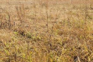 Photo of a yellow grass