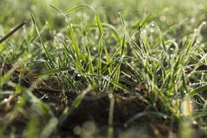 young grass plants, close-up photo