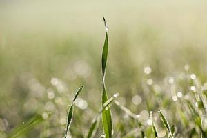 young grass plants, close-up photo