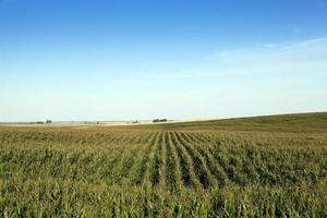 Field with corn photo