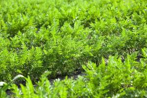 Field with carrot photo