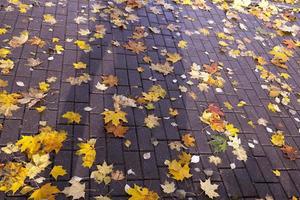 otoño en el parque foto