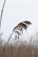 Dry Grass close up photo