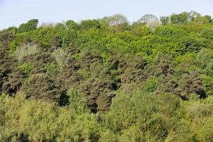 Mixed forest close up photo