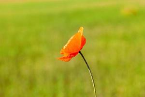 Red poppy close up photo