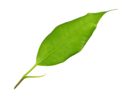 green leaf on transparent background png file