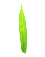 bamboo leaf on transparent background png file