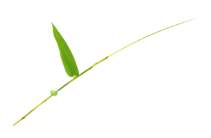 Bamboo leaves isolated on transparent background png file