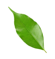 grönt blad på transparent bakgrund png-fil png