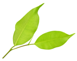 green leaf on transparent background png file