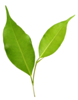 green leaf on transparent background png file