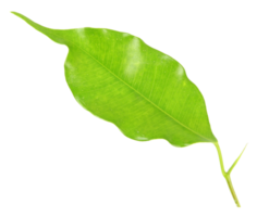 grönt blad på transparent bakgrund png-fil png