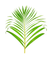 green leaf of palm tree on transparent background png file