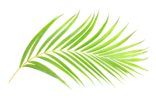 feuille verte de palmier sur fond transparent fichier png
