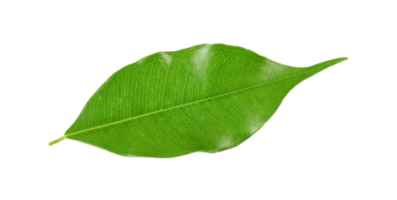 groen blad op transparante achtergrond png-bestand png