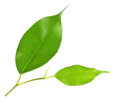 green leaf on transparent background png file