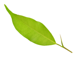 hoja verde sobre fondo transparente archivo png