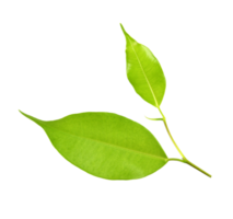 hoja verde sobre fondo transparente archivo png