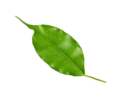 hoja verde sobre fondo transparente archivo png