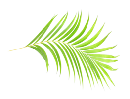 green leaf of palm tree on transparent background png file