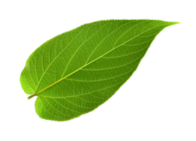 green leaf on transparent background png file