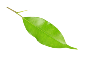 green leaf on transparent background png file