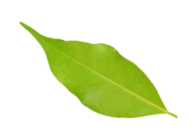 hoja verde sobre fondo transparente archivo png