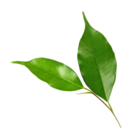 hoja verde sobre fondo transparente archivo png