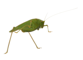 gräshoppa insekt djur transparent png
