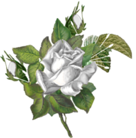 bouquet floreale ad acquerello png